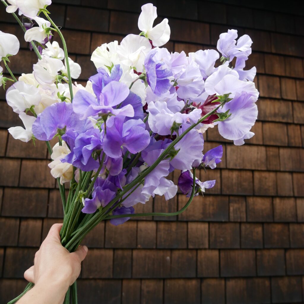 British grown sweet peas