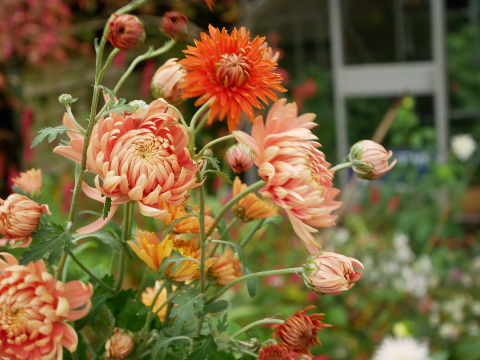 Clodhopper Blooms Seasonal Cut Flowers grown in Kirkby Stephen Cumbria