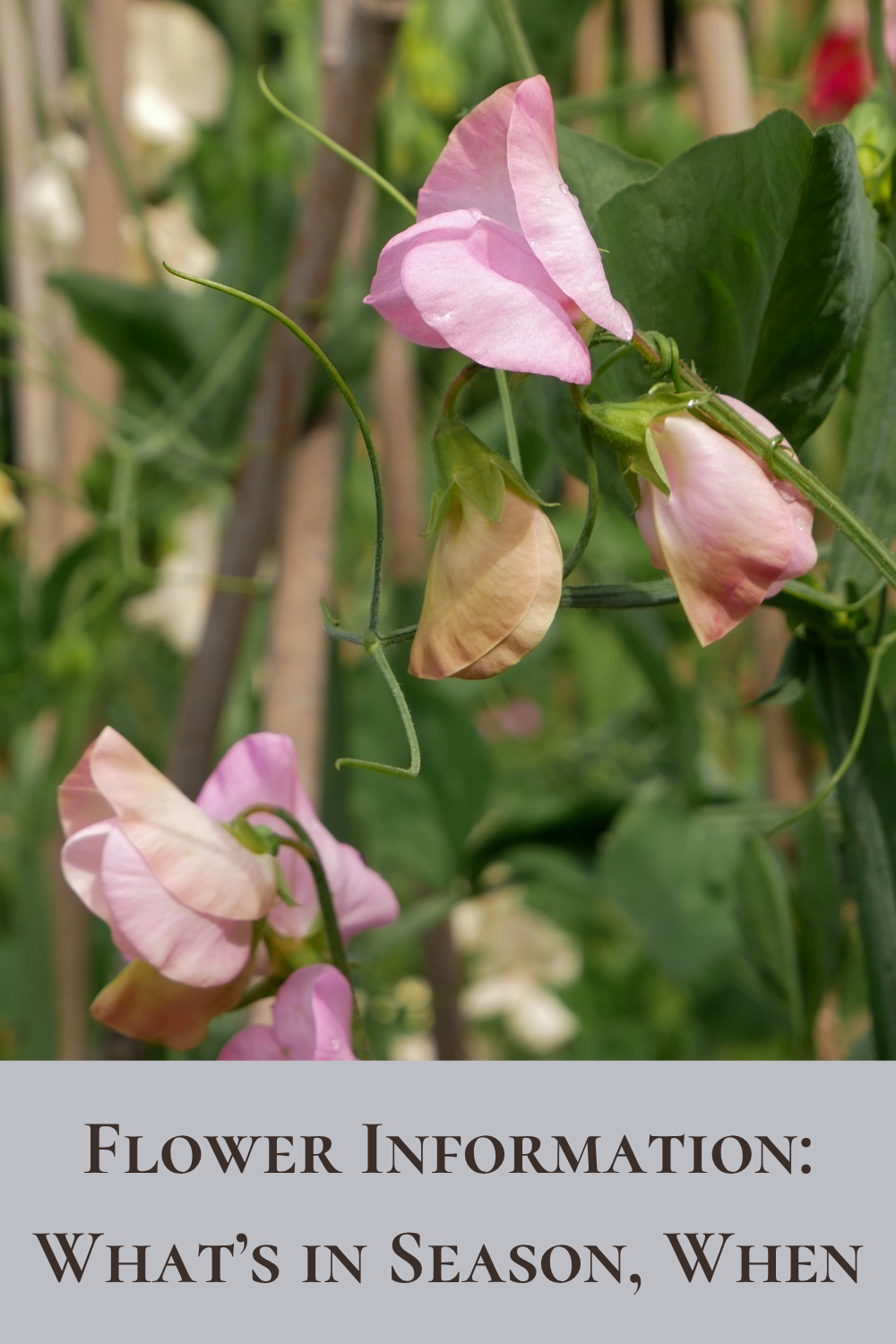 Flower Info Flower seasonality, information about locally grown flowers, British grown flowers, Cumbria, Kirkby Stephen, Season flowers, peat free, sustainable, wildlife friendly cutting garden